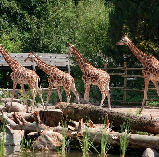 Giraffen in DierenPark Amersfoort